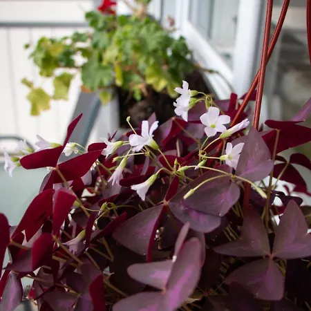 Apartmán Emilija I Julija