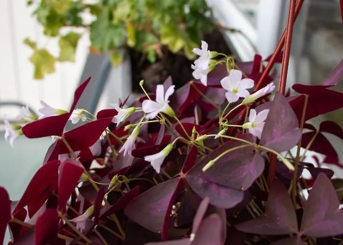 아파트 Emilija I Julija